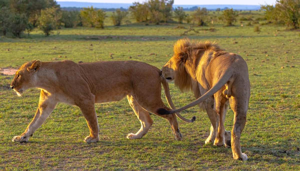 10 fascinating facts about mating in lions - ultimate Kenya safari guide by Adeli Kenya Safaris