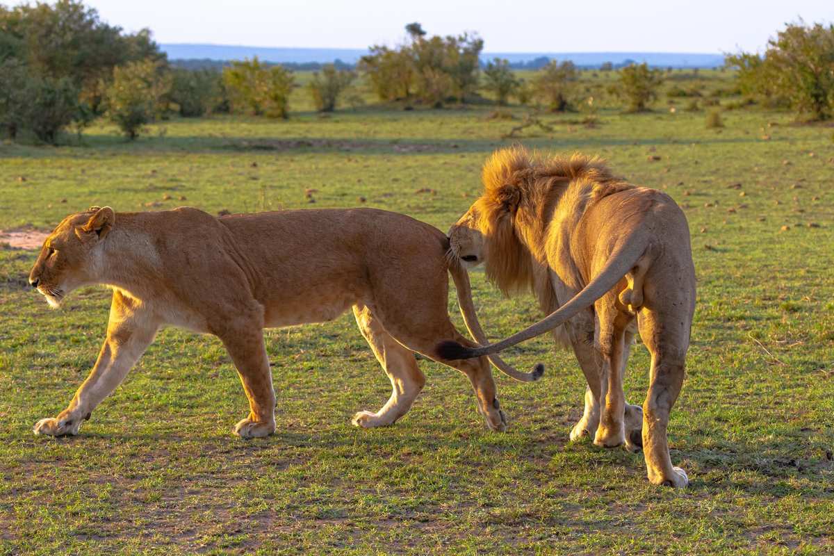 10 fascinating facts about mating in lions 1 10 fascinating facts about mating in lions - ultimate Kenya safari guide by Adeli Kenya Safaris