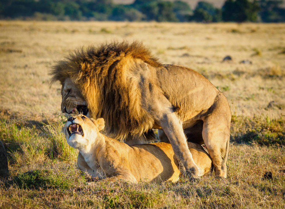 10 fascinating facts about mating in lions 2 10 fascinating facts about mating in lions - ultimate Kenya safari guide by Adeli Kenya Safaris. Adeli Kenya Safaris is an East African DMC, sustainable safari tour operator & travel agency in Kenya offering affordable Kenya Safari tours, Tanzania safaris, Across Kenya & Tanzania trips.