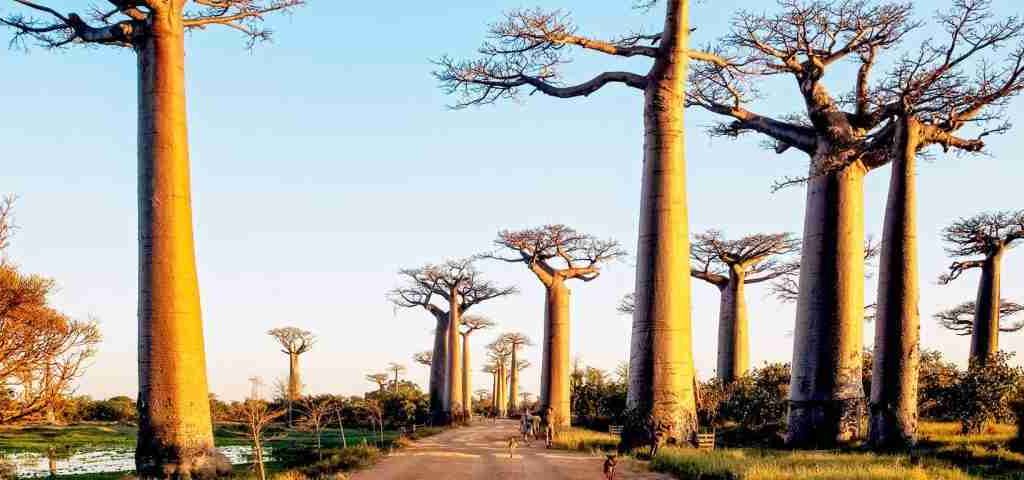 Madagascar holiday packages  tours  attractions and things to do   Adeli Kenya Safaris