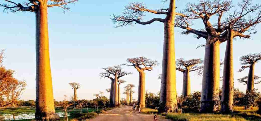 Madagascar holiday packages  tours  attractions and things to do   Adeli Kenya Safaris