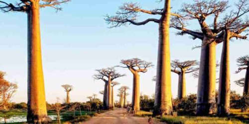 Madagascar Holiday Packages & tours