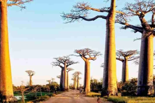 Things to do in Madagascar: Africa safari Holiday tour packages from Nairobi Kenya
