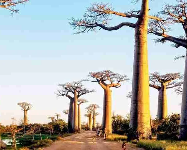 Madagascar holiday packages tours attractions and things to do Adeli Kenya Safaris