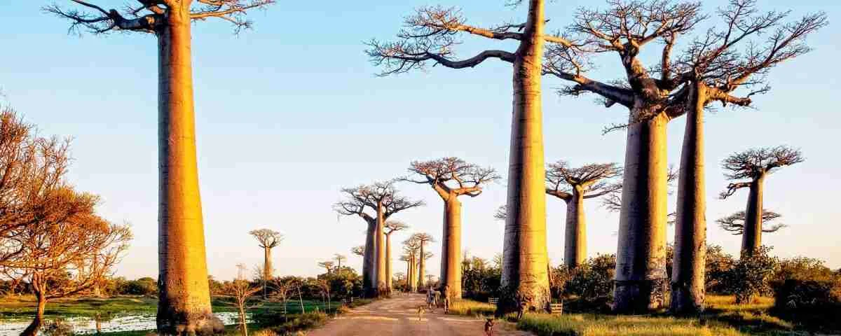 Madagascar holiday packages tours attractions and things to do Adeli Kenya Safaris
