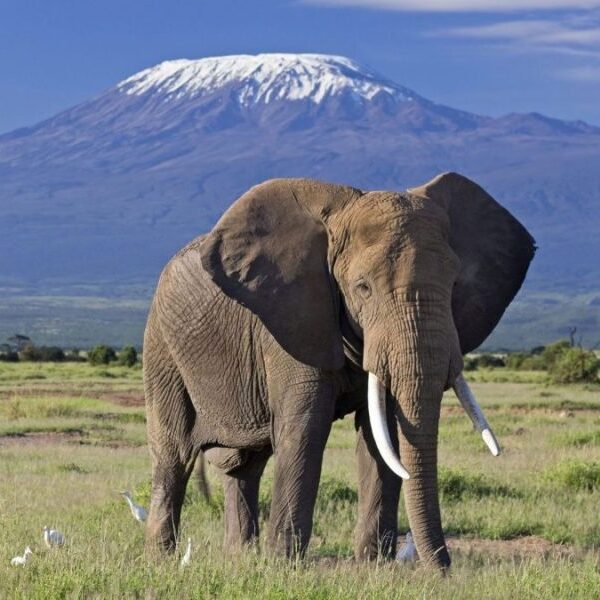 Day Tour to Amboseli National Park from Nairobi