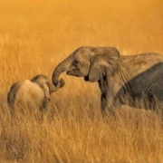 Amboseli National Park5