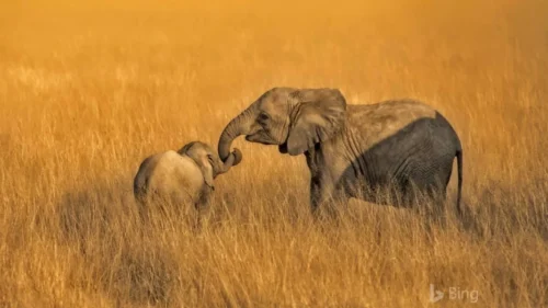 Amboseli National Park5