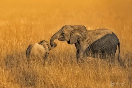 Amboseli National Park5