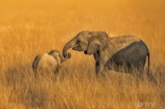 Amboseli National Park5