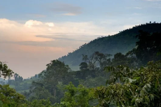 Bwindi Forest