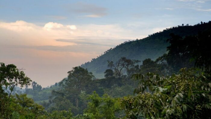 4 Days Uganda Bwindi Impenetrable Gorilla trekking Fly-in tour