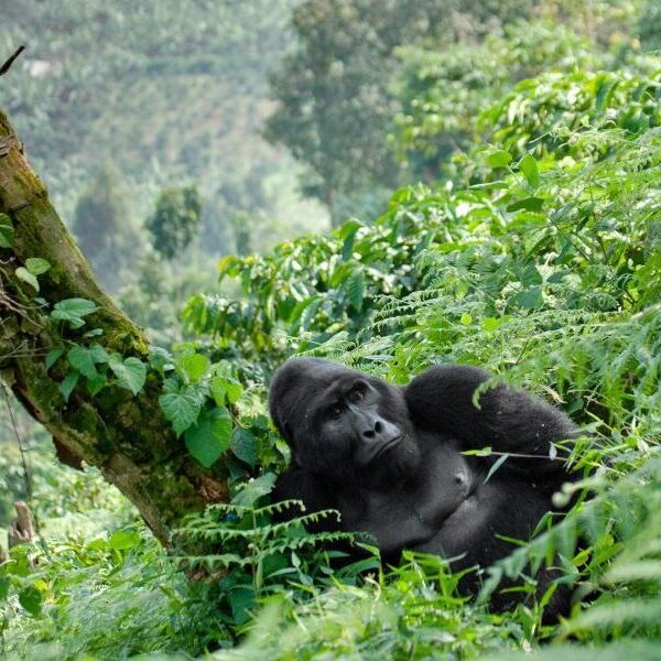 5 Days Uganda delights Gorilla Trekking tour Experience