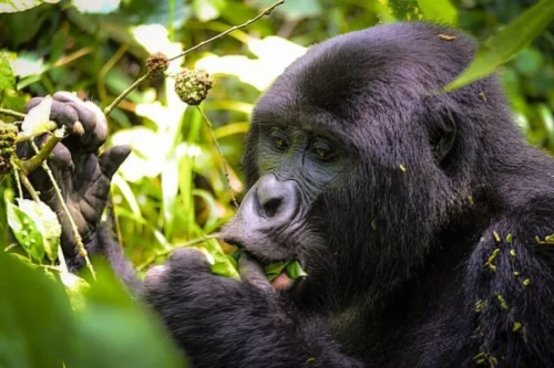 Gorilla Tracking3