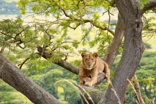 Hoima Queen Elizabeth National Park