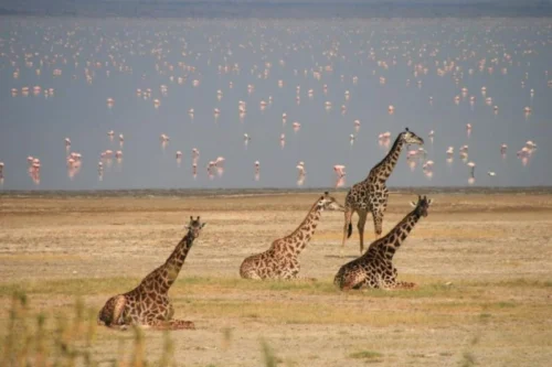 Lake Manyara National Park5