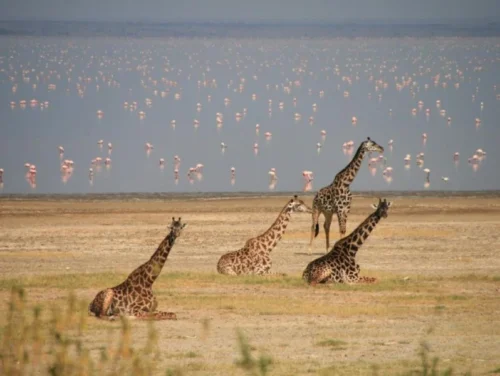 Lake Manyara National Park5