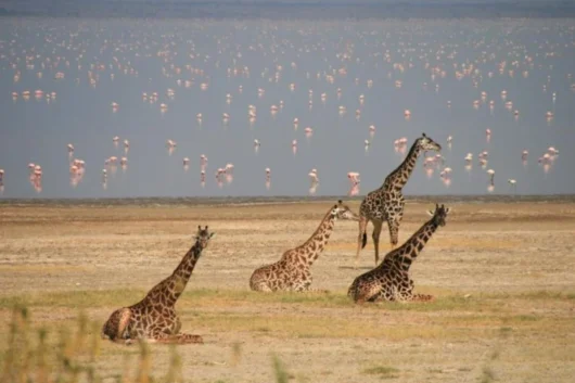 Lake Manyara National Park5