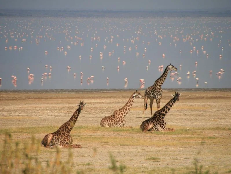 Lake Manyara National Park5
