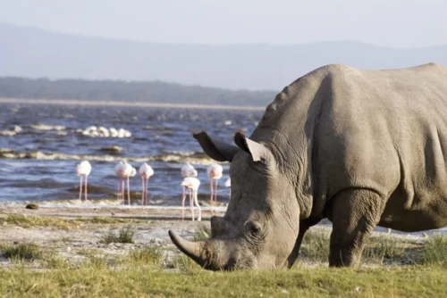 Lake Nakuru National Park scaled 1