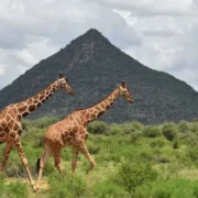 Samburu National Reserve2