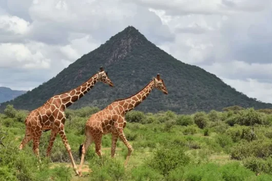 Samburu National Reserve2