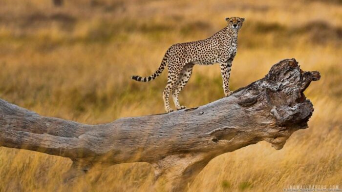 4 Days Africa Tanzania Premium Luxury Safari