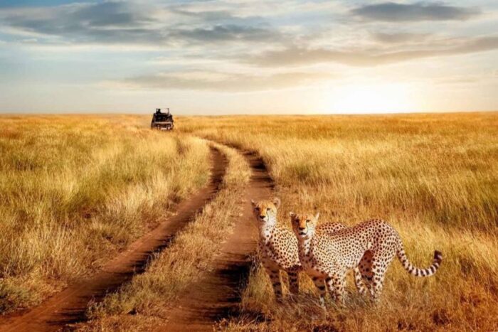 3 Days Fly in Serengeti from Zanzibar safari Package