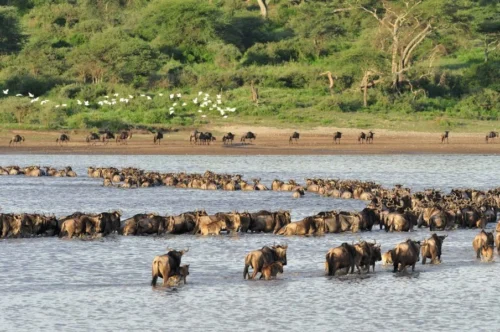 Serengeti South Ndutu Area