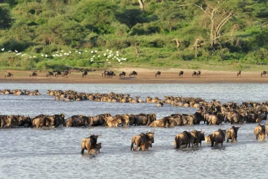 Serengeti South Ndutu Area