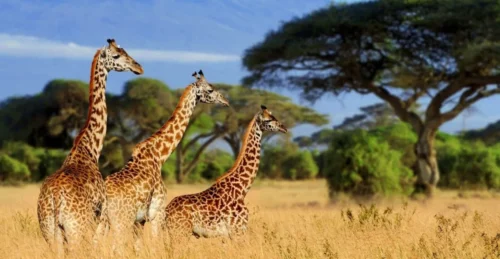 Tarangire National Park2