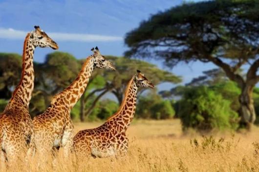Tarangire National Park2