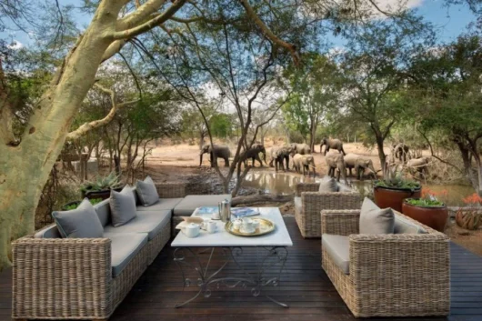 Header elephants at waterhole at luxury andbeyond ngala safari lodge close to kruger national park in south africa1 1536x864 1