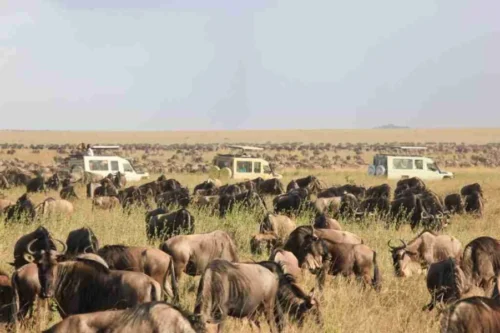 Africa Wildebeest Migration safari tours from Serengeti National Park in Tanzania and Masai Mara National Reserve Adeli Kenya Safaris best Africa sustainable safari tour company in Kenya.
