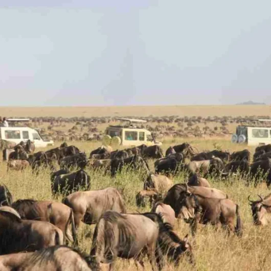 Tanzania safari tour packages