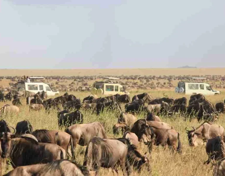 Africa Wildebeest Migration safari tours from Serengeti National Park in Tanzania and Masai Mara National Reserve Adeli Kenya Safaris best Africa sustainable safari tour company in Kenya.