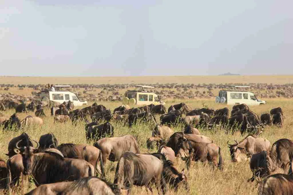 Africa Wildebeest Migration safari tours from Serengeti National Park in Tanzania and Masai Mara National Reserve  Adeli Kenya Safaris   best Africa sustainable safari tour company in Kenya.