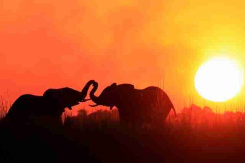 Africa photographic safari tours in Kenya and Tanzania   sunset and elephants at Amboseli National Park in Kenya  Adeli Kenya Safaris   best Africa sustainable safari tour company in Kenya.