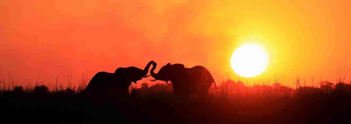 3 Days, 2 Nights Amboseli National Park Private safari special from Nairobi for Kenya residents 5 Africa photographic safari tours in Kenya and Tanzania sunset and elephants at Amboseli National Park in Kenya Adeli Kenya Safaris best Africa sustainable safari tour company in Kenya scaled