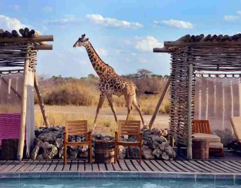 Africa wellness safaris Chem Chem Lodge Lake Manyara National Park Tanzania Adeli Kenya Safaris best Africa sustainable safari tour company in Kenya.