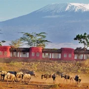 Amboseli Serena Safari Lodge Amboseli National Park Adeli Kenya Safaris best Africa sustainable safari tour company in Kenya.