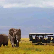 Amboseli Tortilis Camp Amboseli National Park Adeli Kenya Safaris best Africa sustainable safari tour company in Kenya.
