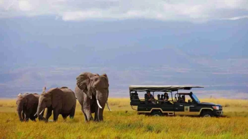 Amboseli Tortilis Camp Amboseli National Park Adeli Kenya Safaris best Africa sustainable safari tour company in Kenya.