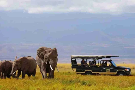 Amboseli Tortilis Camp Amboseli National Park Adeli Kenya Safaris best Africa sustainable safari tour company in Kenya.