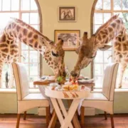 Best honeymoon safari hotels in Kenya Tanzania & Zanzibar Giraffe Manor NairobiAdeli Kenya Safaris best Africa sustainable safari tour company in Kenya