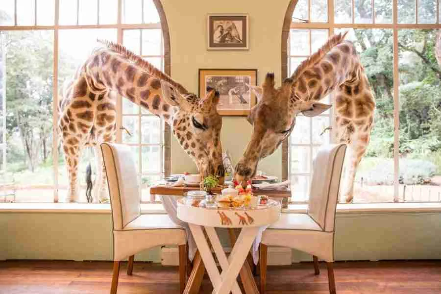 Best honeymoon safari hotels in Kenya Tanzania & Zanzibar Giraffe Manor NairobiAdeli Kenya Safaris best Africa sustainable safari tour company in Kenya