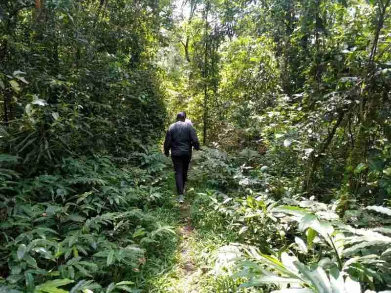 Kakamega Forest Western Kenya Kisumu holiday deals.jpg