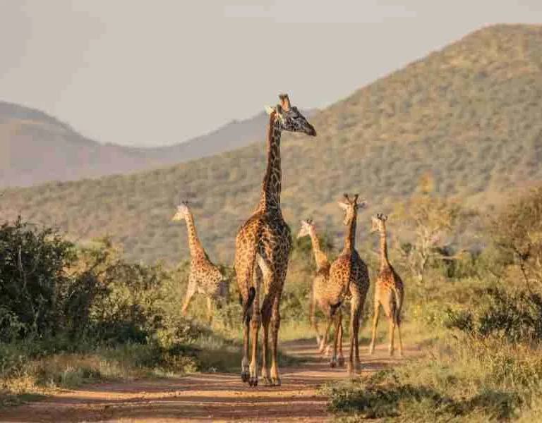 Kenya Family safaris Finch Hattons Luxury Tented Camp Tsavo West National Park Africa Kenya Safaris Limited (1)