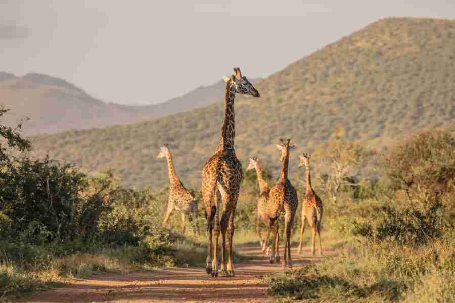 Kenya Family safaris Finch Hattons Luxury Tented Camp Tsavo West National Park Africa Kenya Safaris Limited (1)