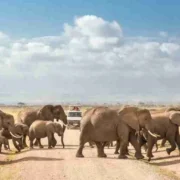 Kenya Family safaris Oltukai Lodge Amboseli National Park Adeli Kenya Safaris best Africa sustainable safari tour company in Kenya 2